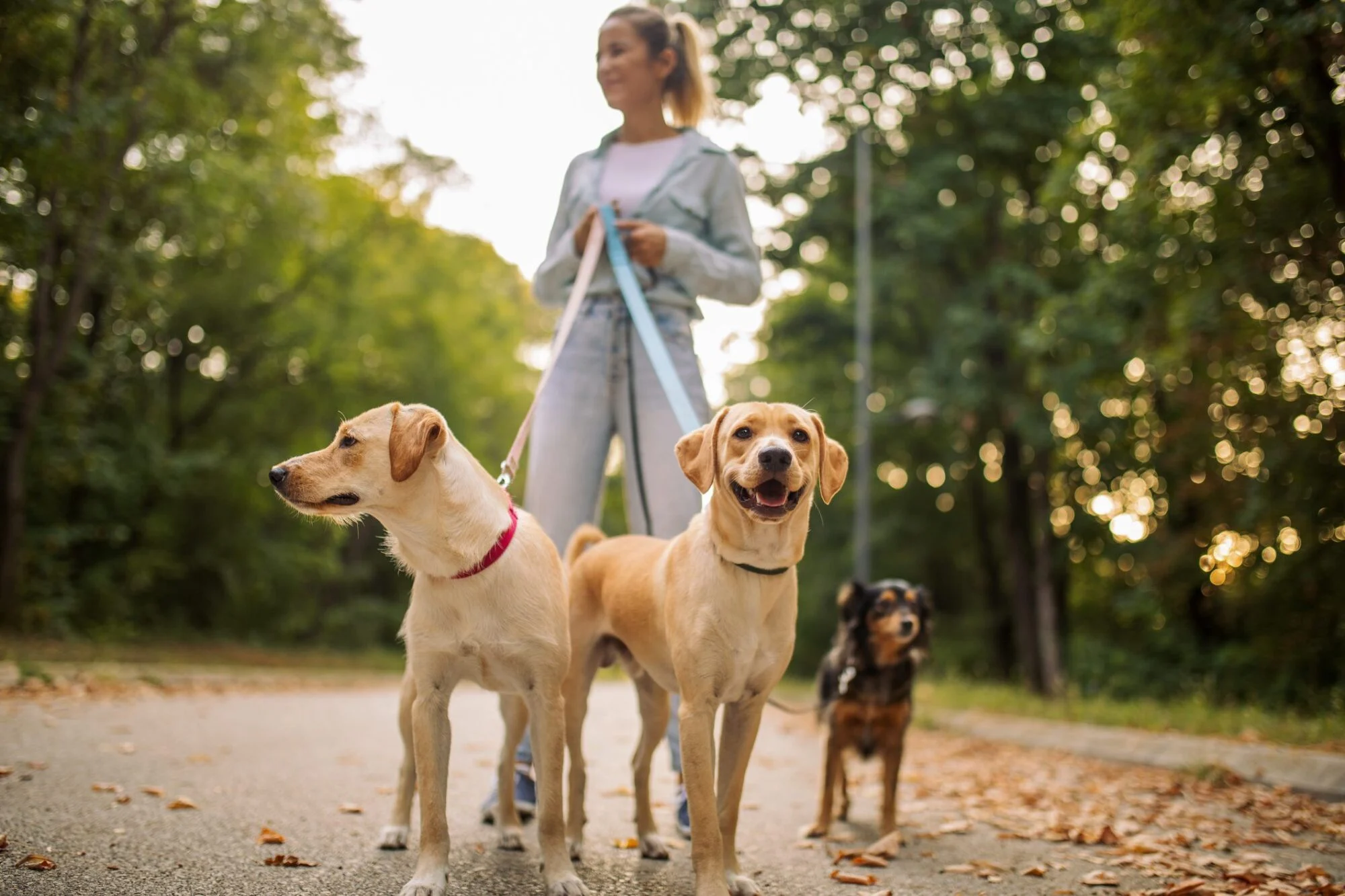 Woman walking three dogs on a path in a green park, two in the foreground and one in the background.